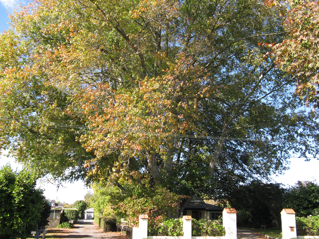 Scarlet oak- Cambridge Tree Trust